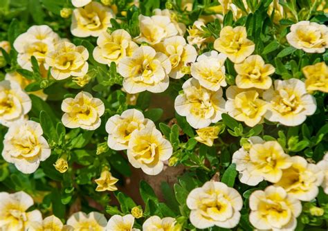 Way to Grow and Care for Calibrachoa Million Bells - Gardenn Wind