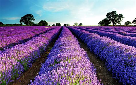 Lavendar Wallpaper - WallpaperSafari