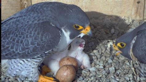 Falcon Images: Peregrine Falcon Vs Car