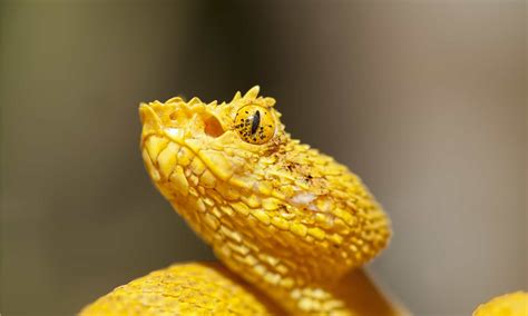 Eyelash Viper Pictures - AZ Animals