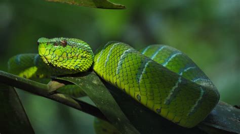 1920x1200 wallpaper | green snake | Peakpx