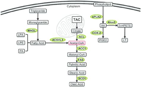 Stemness-related enzymes in lipid metabolism. Lipid metabolic enzymes ...