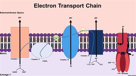 Electron Transport Chain - Biochemistry - Medbullets Step 1