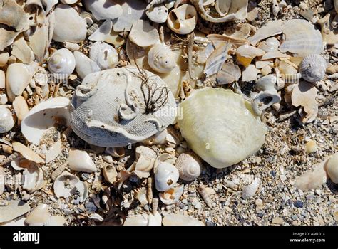 Empty shells of maritime animals washed ashore at sandy beach Stock ...