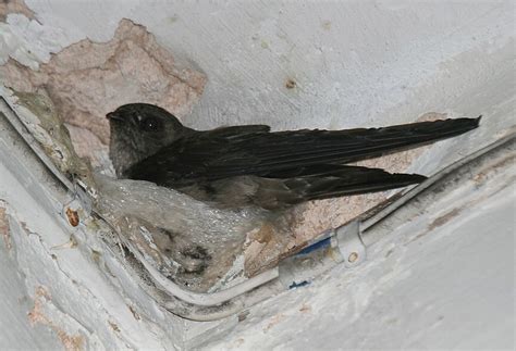 Swiftlet Bird Characteristics : Edible Nest Swiftlet If You Ve Ever ...