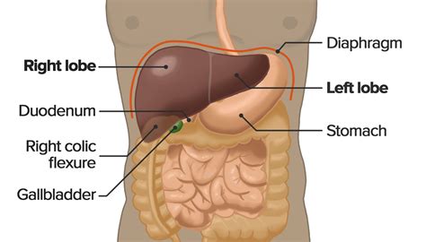 Human Liver Location