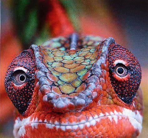 Lizard Face Photograph by Gunter Hortz