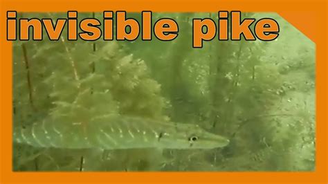 Northern pike habitat - underwater camera footage - YouTube