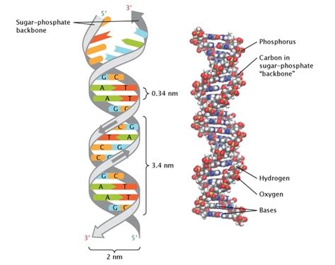 Discovery of DNA Double Helix: Watson and Crick | Learn Science at Scitable