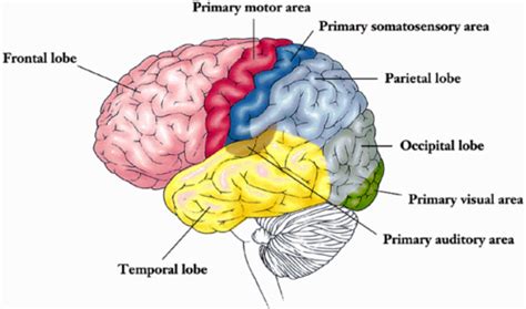 Where Is The Somatosensory Cortex Located In The Brain - Infoupdate.org