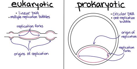 Dna Replication Bubble Diagram