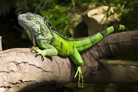 Green Iguana Care Guide: Diet, Cage, Size & Facts - Everything Reptiles