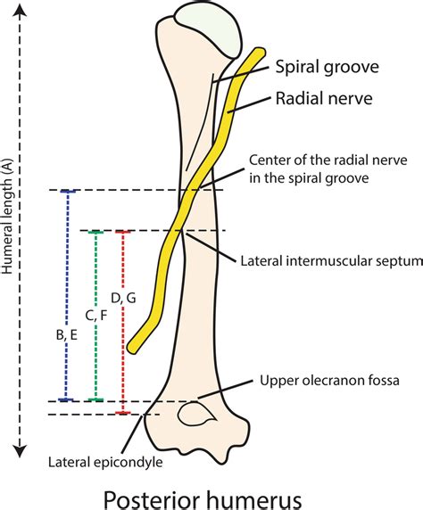 Radial Fossa Of Humerus