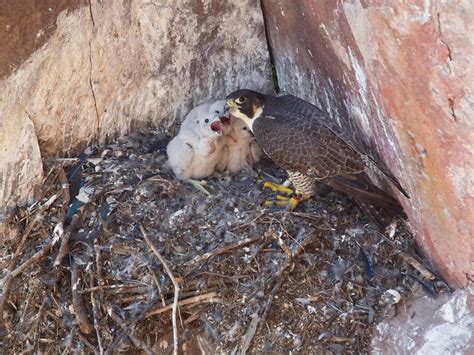 Peregrine Falcon Nesting: A Complete Guide | Birdfact