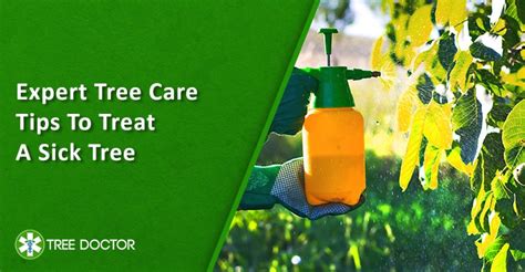 Expert Tree Care Tips To Treat A Sick Tree