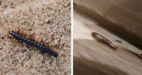 Is it a House Centipede or a Silverfish? - ABC Pest Control Omaha