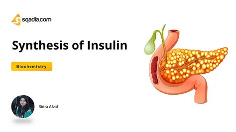 Synthesis of Insulin