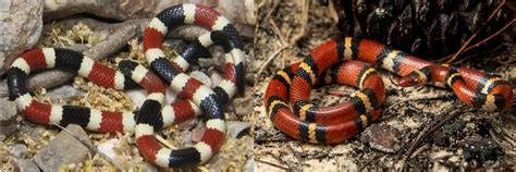 Coral Snake vs King Snake: Main Differences - Ocean Info