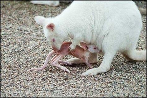 Rare White Kangaroos and Babies | Albino animals, Rare albino animals ...