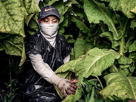 Teens of the Tobacco Fields: Child Labor in United States Tobacco ...