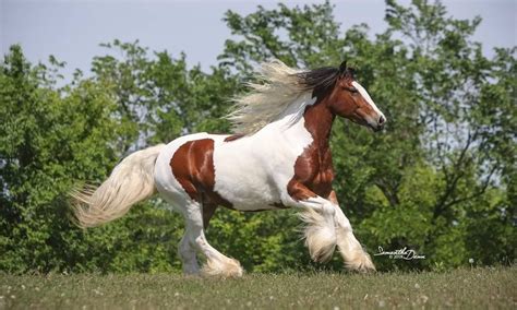 Pin on Horse Breeds: Gypsy Vanner Horses