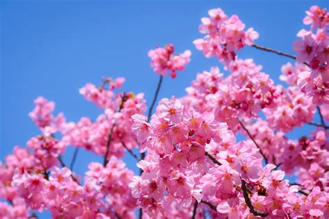 Savoring Cherry Blossom Season in Japan - Country Walkers