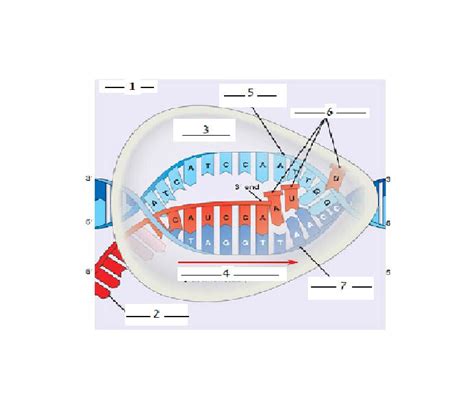 DNA RNA Protein Synthesis : Biological Science Picture Directory ...