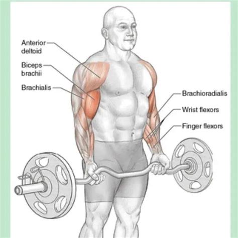 Barbell Curl_Barbell_Curl