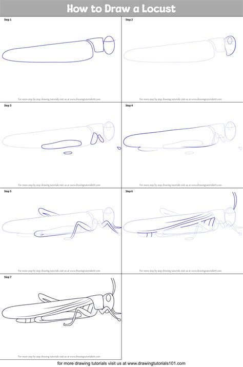 How to Draw a Locust (Insects) Step by Step | DrawingTutorials101.com