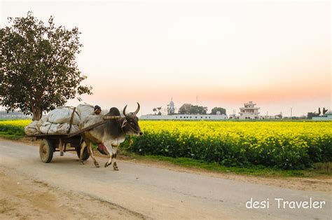 Sarson Ke Khet - Golden Mustard Fields of Punjab