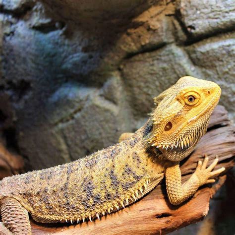 Are Bearded Dragons Solitary? - ReptileStartUp.com