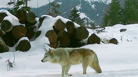 Researcher says wolf population likely larger than estimates | KBOI