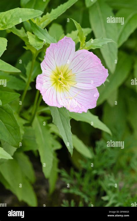 Pink evening primrose (Oenothera speciosa Stock Photo - Alamy