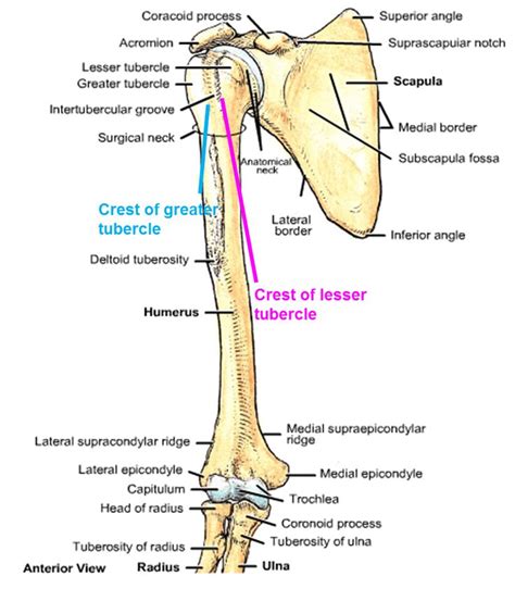 tubercle - Google Search