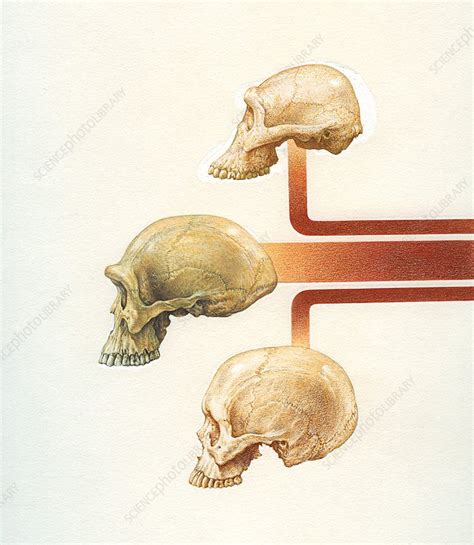 Hominid fossil skulls, illustration - Stock Image - C037/4796 - Science ...