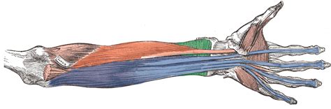 Deep Anterior Forearm Muscles