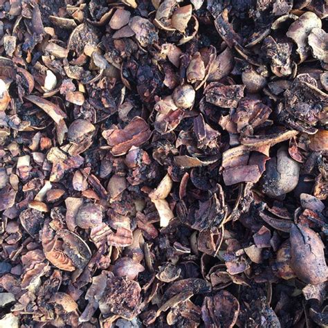 The Advantages of Pecan Shell Mulch - FineGardening | Pecan shell ...