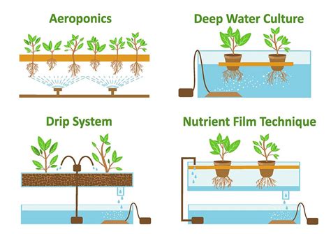 The Main Methods of Hydroponics