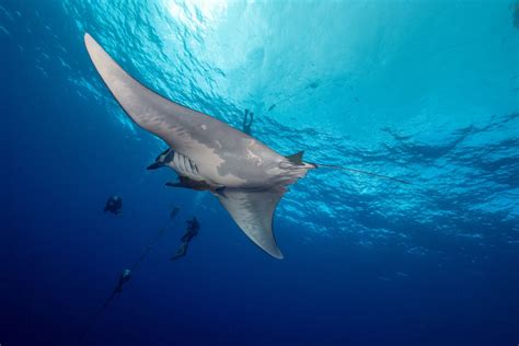 Are manta rays fish or mammals? Do they lay eggs? - Manta Ray Advocates ...