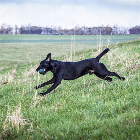 Best Running Dogs: 20 Breeds for Serious Athletes - Outside Online