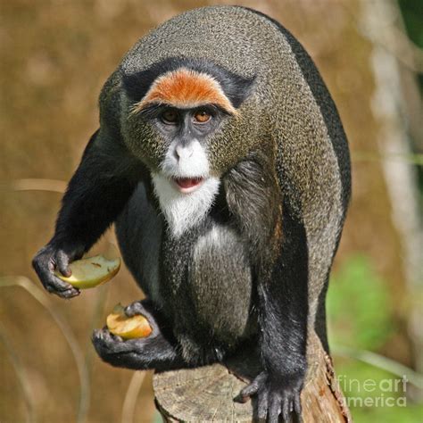 De Brazza's Monkey Photograph by Ruth Hallam | Pixels