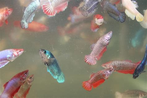 Female Betta Fish Color Variations