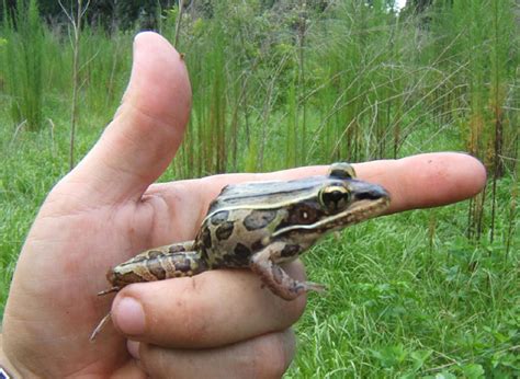 Urban Habitats -- Herpetofaunal Use of Edge and Interior Habitats in ...