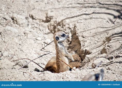 Kit meerkat babies stock photo. Image of guard, claws - 128304948