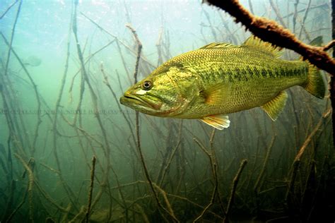 Largemouth Bass Underwater Photography