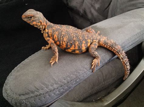 Red Niger Uromastyx | Uromastyx, Leopard gecko, Animals