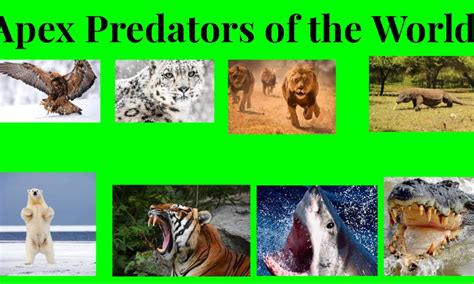 Apex Predators of the World | Small Online Class for Ages 7-11 | Outschool