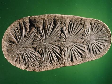 Carboniferous Period Photos, Carboniferous Period Photos -- National ...