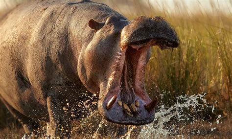 Hippo vs Saltwater Crocodile: Key Differences (And Who Would Win in a ...