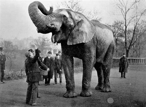 How Jumbo The Elephant Went From "The Greatest Show On Earth" To A ...